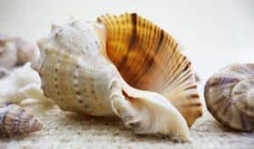 Ssssst, wat hoor je in de stilte?